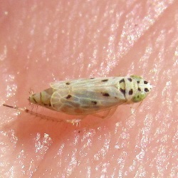 Adarrus bellevoyei